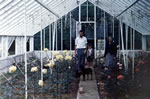 Roses grown in the two greenhouses 1970 - 1980. Jonathan & Evelyn over from Dublin/Wexford.