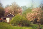 Cherry blossom 1978, before new 1982 kitchen.