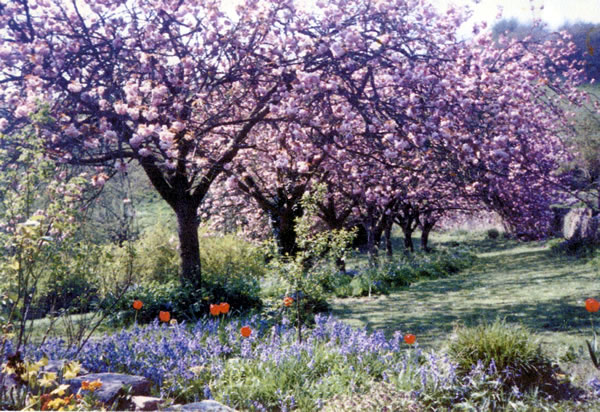 The eight pink cherries at their peak in 1980s. Planted in September 1937