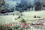 Front garden 1968, pre Tea Gardens re-opening, & Manchester terriers.