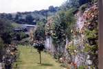 Rose garden 1968, where greenhouse stood 1890-1965.