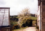 White cherry blossom & greenhouse - side of house 1976.